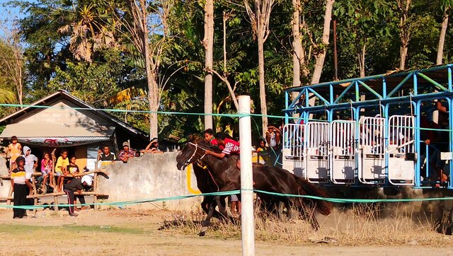 Sumba, Waingapu courses de chevaux